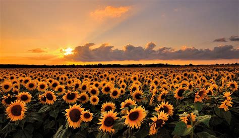 Wallpaper Sunlight Landscape Sunset Sky Field