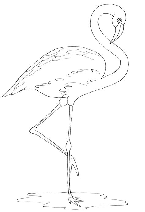 Flamingo Line Drawing At Getdrawings Free Download
