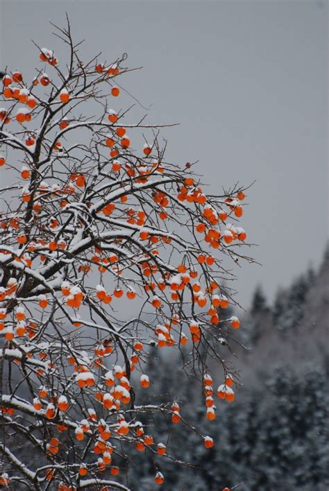 Persimmon Persimmon Winter Garden Trees To Plant