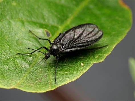 They love damp, dark and moist places like soil, fungi, decaying organic matter, and potting mix. Fungus Gnats - a Common Problem of Over-Watered ...