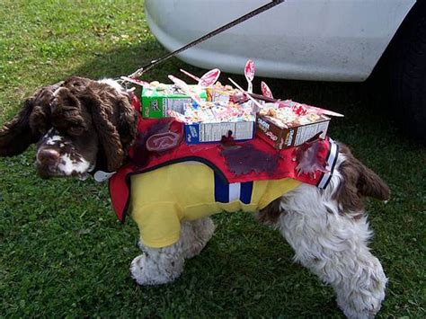 How To Win A Dog Halloween Costume Contest Fidose Of Reality