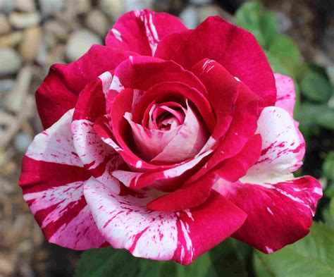 Pruning The Different Types Of Roses