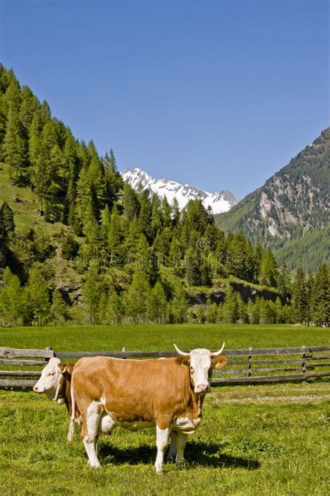 Two Cows On A Mountain Meadow Stock Photo Image Of Pasture