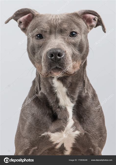 Mode winter haustier hund hoodies sweatshirt französisch bulldog welpen kleidung hoodie für pitbull einzigartige rot blau grau. Ritratto di un pitbull terrier grigio su sfondo grigio ...