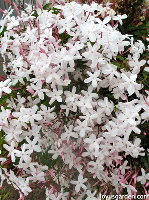 How To Care For The Sweet Pink Jasmine Everybody Loves