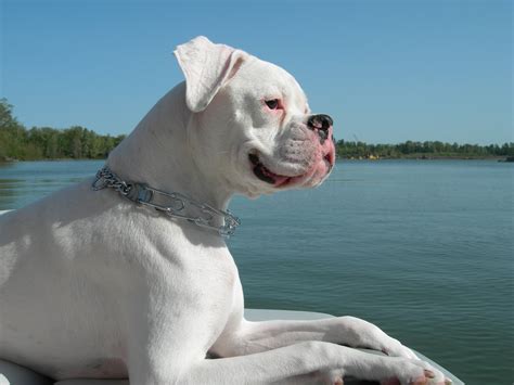 35 Beautiful White Boxer Dog Pictures
