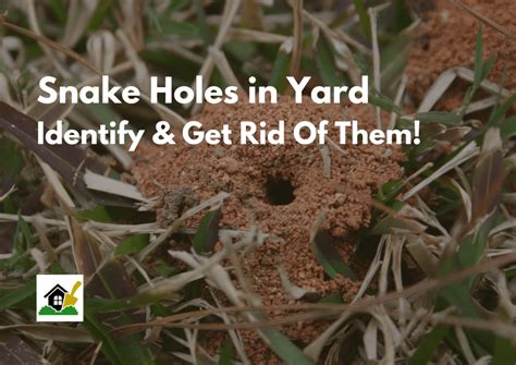 Snake Holes In Yard Tackling Them In Guide Theyouthfarm