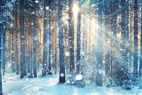 Blurred Background Forest Snow Winter Stock Photo Download Image Now