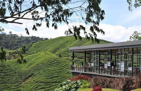 Why not try visiting cameron highland's strawberry farm? Bezoek Cameron Highlands - Maleisië | Wiki Vakantie