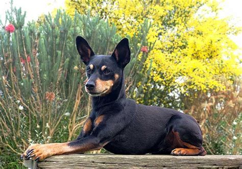 Miniature Pinscher Dog Breed Information, Pictures ...