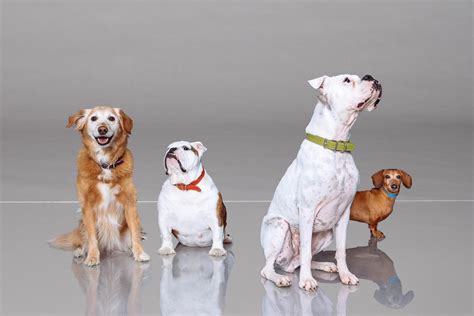 Furry Masterpieces: San Antonio Artists Immortalize Pets with Custom