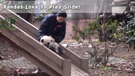 Pandas Love To Play Slide Ipanda Youtube