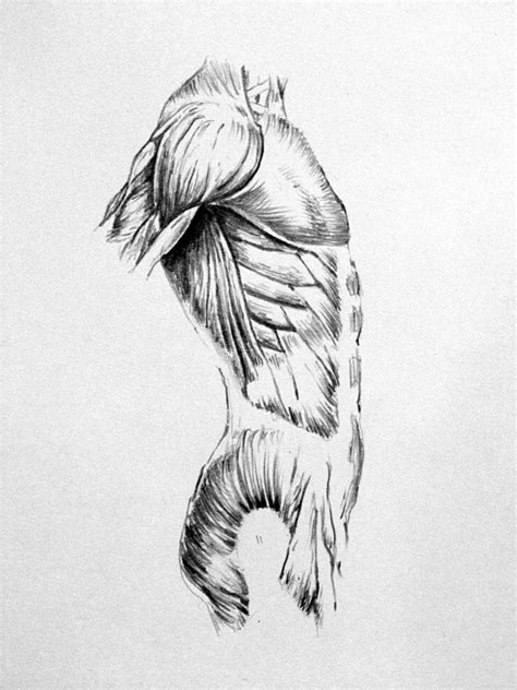 Drawing the human body presents a greater challenge than any other subject. anatomical drawing by taylorweaved on DeviantArt