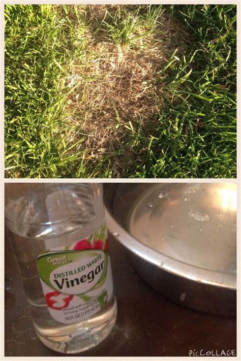 Regardless of the beltway's reductionist rhetoric and mainstream journalism's yellow streak, argues hector tobar, a new multilingual, multiracial america is being born, a mestizo land that will render. dog hacks yards #doghacksyards | Lawn care business, Dog ...