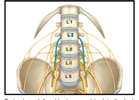 Figure 5 From The Anatomy And Clinical Implications Of The Obturator