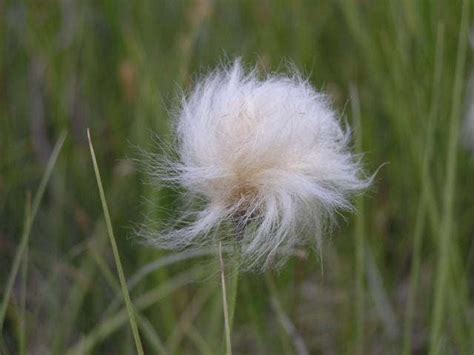 25 Tawny Cottongrass Flower Seeds Eriophorum Virginicum Hares Tail