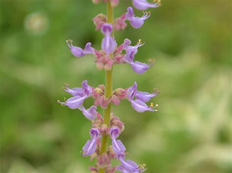 Cuban oregano is botanically known as plectranthus amboinicus or its synonym coleus amboinicus, and is an unusual member of the mint family. Plectranthus amboinicus - Cuban Oregano | World of Succulents