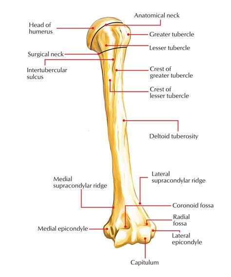Humeral Anatomy