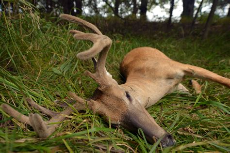 5 Steps To Early Season Whitetail Success Bowhunter