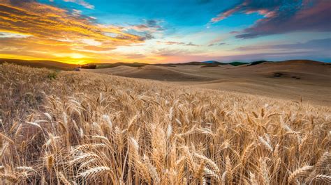 High Definition Photo Of Wheat Field