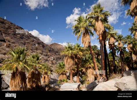 California Fan Palm Trees At Palm Canyon Palm Springs California
