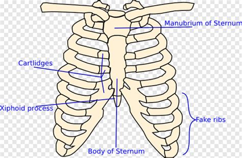 Rib Cage Diagram Draw A Well Labelled Diagram Of The Rib And Rib Cage