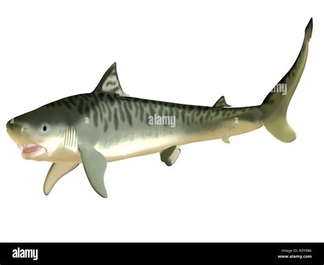 Tiger Shark Side Profile Stock Photo Alamy