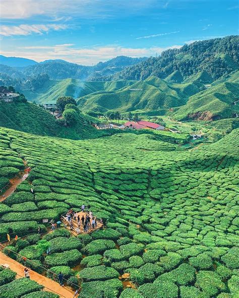 Brinchang is the biggest town among others and the main attraction in cameron highlands. Cameron Highlands | Cameron highlands, Malaysia travel, Trip