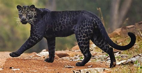 Related searches for leopards india: Incredible Rare Black Leopard Spotted Hunting Deer In ...