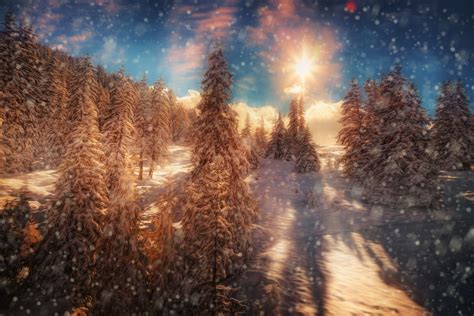 Seasons Winter Forests Hdr Fir Snowflakes Rays Of Light Nature