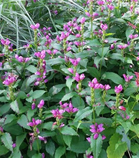 We did not find results for: Top 8 Native Shade Pollinator Plants - Landscape Design ...