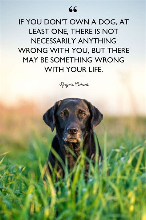 40 Best Dog Quotes Cute Short Quotes About Dogs