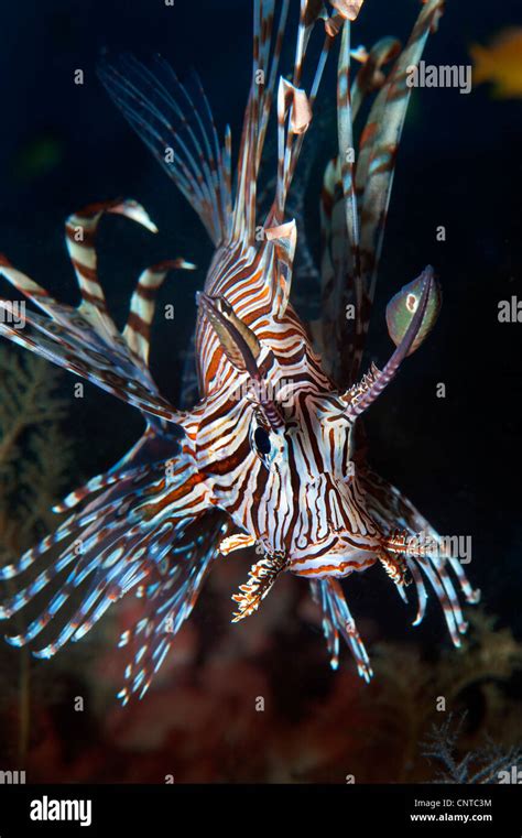 Scorpionfish Lionfish Lion Fish Wildlife Philippines Underwater