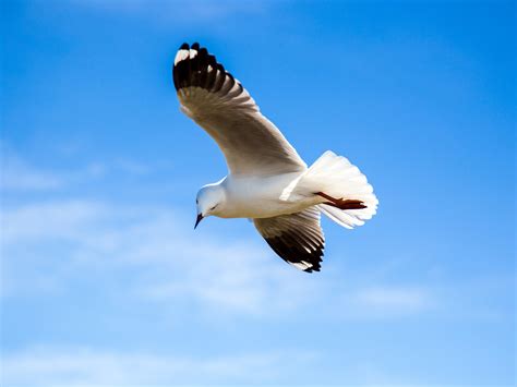 White Gull Seabird Fly Blue Sky 4k Hd Preview