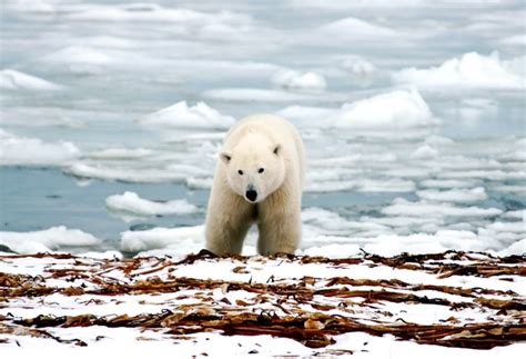 Adopt A Polar Bear Wwf Animal Adoptions From £300 A Month
