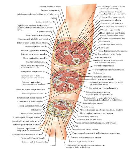 Forearm Serial Cross Sections Anterior View Anatomy Flexor Digitorum Superficialis Muscle