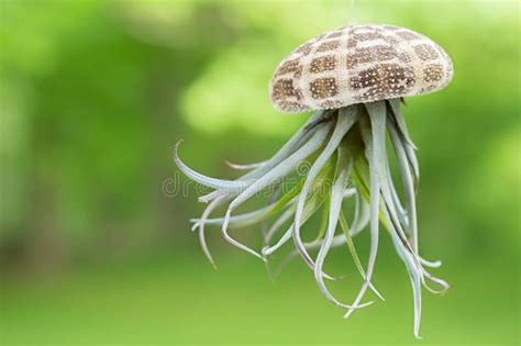 Le tillandsia, meglio conosciute come piante d'aria, sono un meraviglioso genere di piante prive di radici, che vivono assorbendo l'umidità dell'aria. Pianta di aria fotografia stock. Immagine di esterno - 150065732