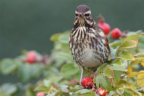 Mit schnell wachsenden nadelbäumen sichern sie sich einen guten sichtschutz und sorgen im winter für grüne farbakzente in ihrem garten, weil sie immergrün sind. Lebensraum Hecke - NABU Hamburg