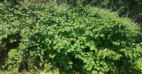 Have you ever found yourself looking at a weed in your lawn or landscaping and wonder what it is and how do i get rid of it? How will Iowa Legislature handle threat of invasive weeds?
