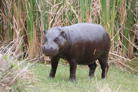 Hippo Facts Information Pictures And Vidoes Learn More About Hippos