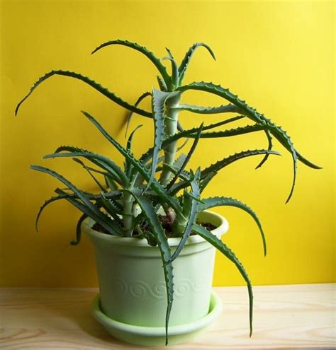 Check it out and make sure to be careful if any of these are in and around your home. 34 Poisonous Houseplants for Dogs | Plants Toxic to Dogs ...