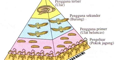Hubungan yang muncul pada setiap ekosistem alam itu, begitu kompleks dan saling mempengaruhi antara satu sama lainnya. Piramid Nombor dan Aliran Tenaga Dalam Siratan Makanan