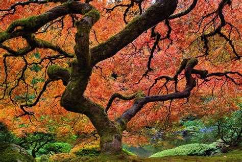 Portland japanese garden, portland, or. Pin on Oregon