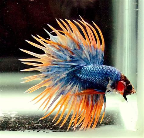 Fancy Betta Splendens Fighting Fish Male Scales Bowl Color