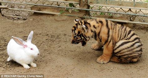 Wildlife Photos Baby Leopards Tigers And Rabbit In China Zoo