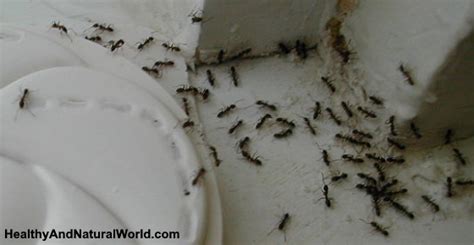 This is how you can permanently eliminate ants from your home. The Most Effective Ways to Kill Ants Using Natural Ingredients