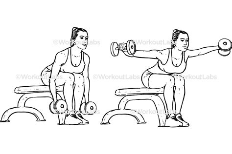 Seated Bent Over Rear Delt Raises Workoutlabs Exercise Guide