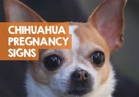 How Do I Know If My Chihuahua Is Pregnant Signs To Look For
