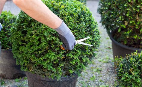 How To Make A Topiary Ball Frame