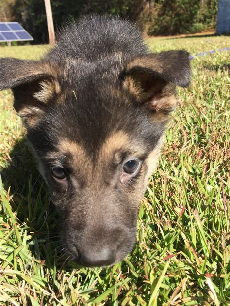 This early training provides your puppy a head start in their new life! German Shepherd Puppies For Sale | Kinston, NC #249729